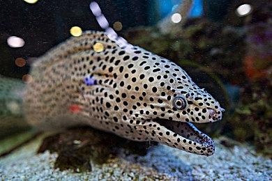 热门游戏《庄园领主》测试版更新 添加新地图和桥梁